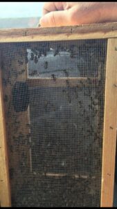 A wooden box with a mesh screen containing numerous bees, indicating a bee removal service by Pro-Tech Services in Corpus Christi, TX.