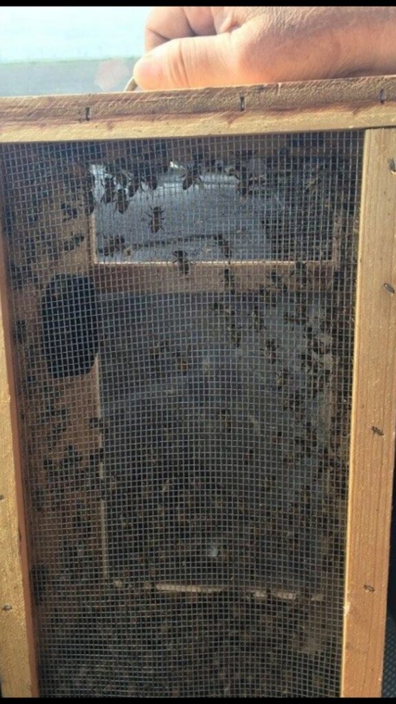 A wooden box with a mesh screen containing numerous bees, indicating a bee removal service by Pro-Tech Services in Corpus Christi, TX.