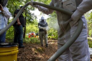 A bee removal team with a smoker and vacuum hose preparing for extraction by A&E Bee Extraction and Control in Mount Pleasant, SC.