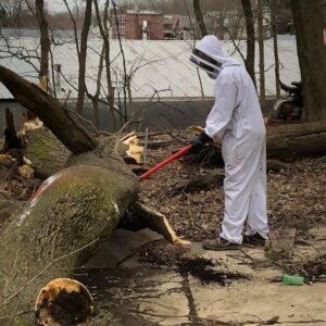 A technician in a bee suit inspecting a fallen tree for pest removal by Antix Pest Control in Canton, OH.
