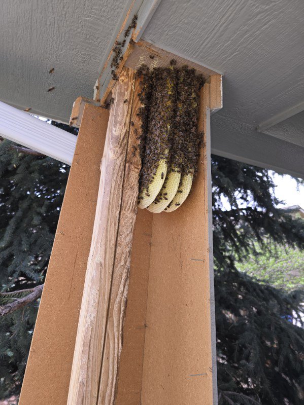 A large bee swarm or hive attached to a wooden structure, requiring removal by Elevated Pest Control LLC in Berthoud, CO.