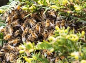 A large bee swarm clustered on a bush, indicating a wildlife control need for SWAT It Pest Control in Tempe, AZ.