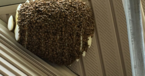 A large bee swarm or hive attached to a house eave, ready for removal by AP Pest Control in Buffalo, NY.