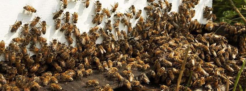 A large bee swarm gathered on a house exterior, indicating a pest control need for B & C Exterminating in West Seneca, NY.