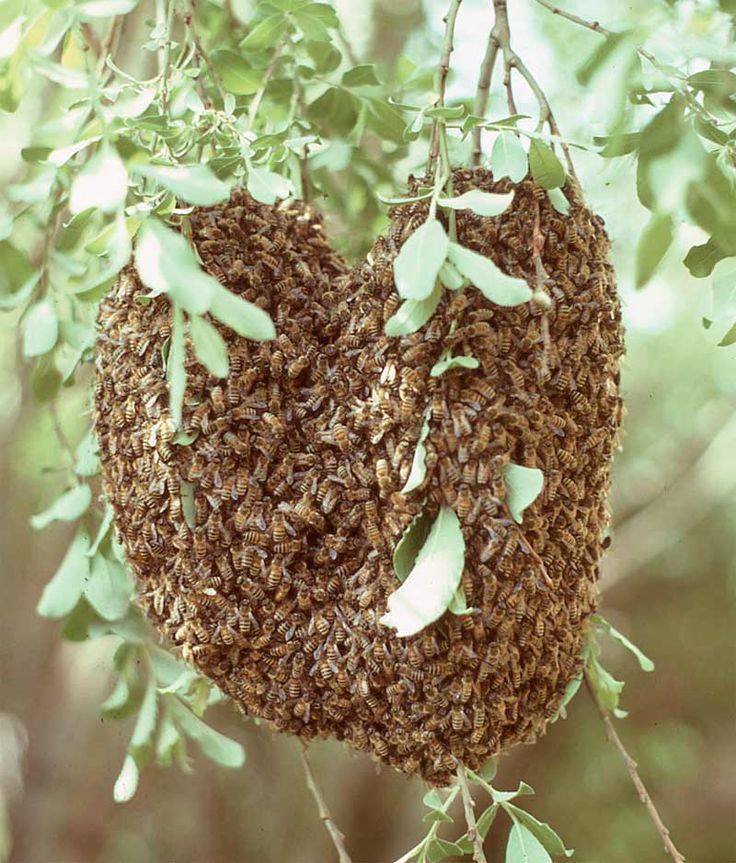 A large bee swarm hanging from a tree branch, ready for removal by Ace Bees in Princeton, TX