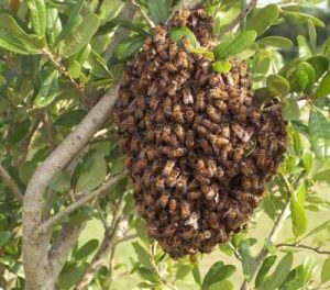 A large bee swarm clustered on a tree branch, a common wildlife and pest control issue, for Pest Control Solutions in Mesa, AZ