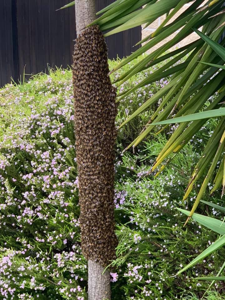 A large bee swarm covering a tree trunk, indicating a pest control issue, for Knox Pest Control in Columbus, GA.