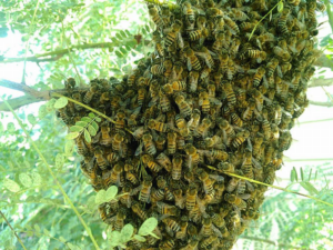 A large bee swarm clustered on a tree branch, indicating a pest control service by A. Pest Specialist LLC in Glendale, AZ.