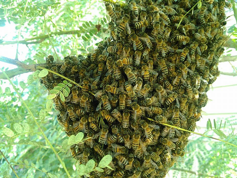A large bee swarm clustered on a tree branch, indicating a pest control service by A. Pest Specialist LLC in Glendale, AZ.