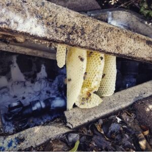 A beehive with honeycomb and bees visible under a concrete slab, handled by Dedicated Pest Control in Scottsdale, AZ.