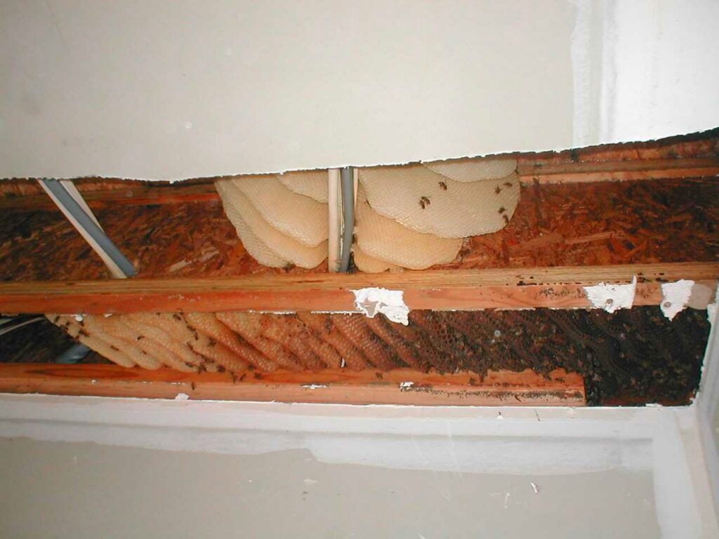 A large beehive in a wall cavity, indicating a bee removal service by ZooPro Wildlife Removal in Virginia Beach, VA.