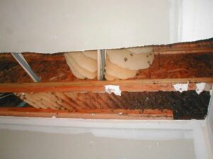 A large beehive in a wall cavity, indicating a bee removal service by ZooPro Wildlife Removal in Virginia Beach, VA.