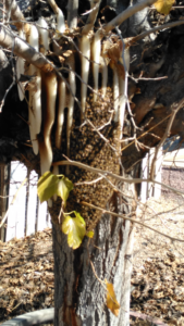 A large beehive and bee swarm with visible honeycomb on a tree trunk, handled by A. Pest Specialist LLC in Glendale, AZ.
