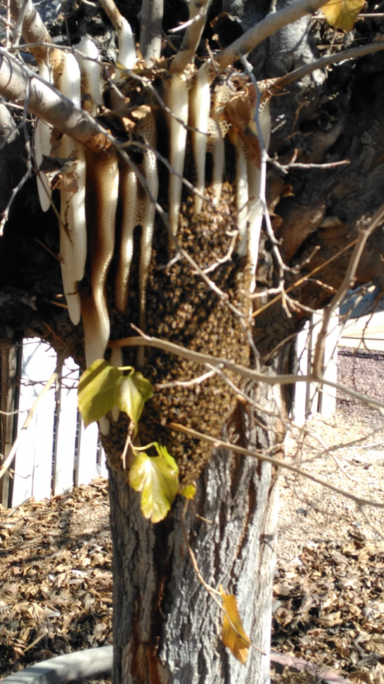 A large beehive and bee swarm with visible honeycomb on a tree trunk, handled by A. Pest Specialist LLC in Glendale, AZ.