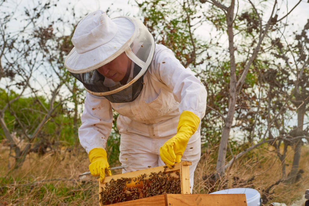 A beekeeper in a protective suit inspecting a beehive frame, representing wildlife control services by SWAT It Pest Control in Tempe, AZ.