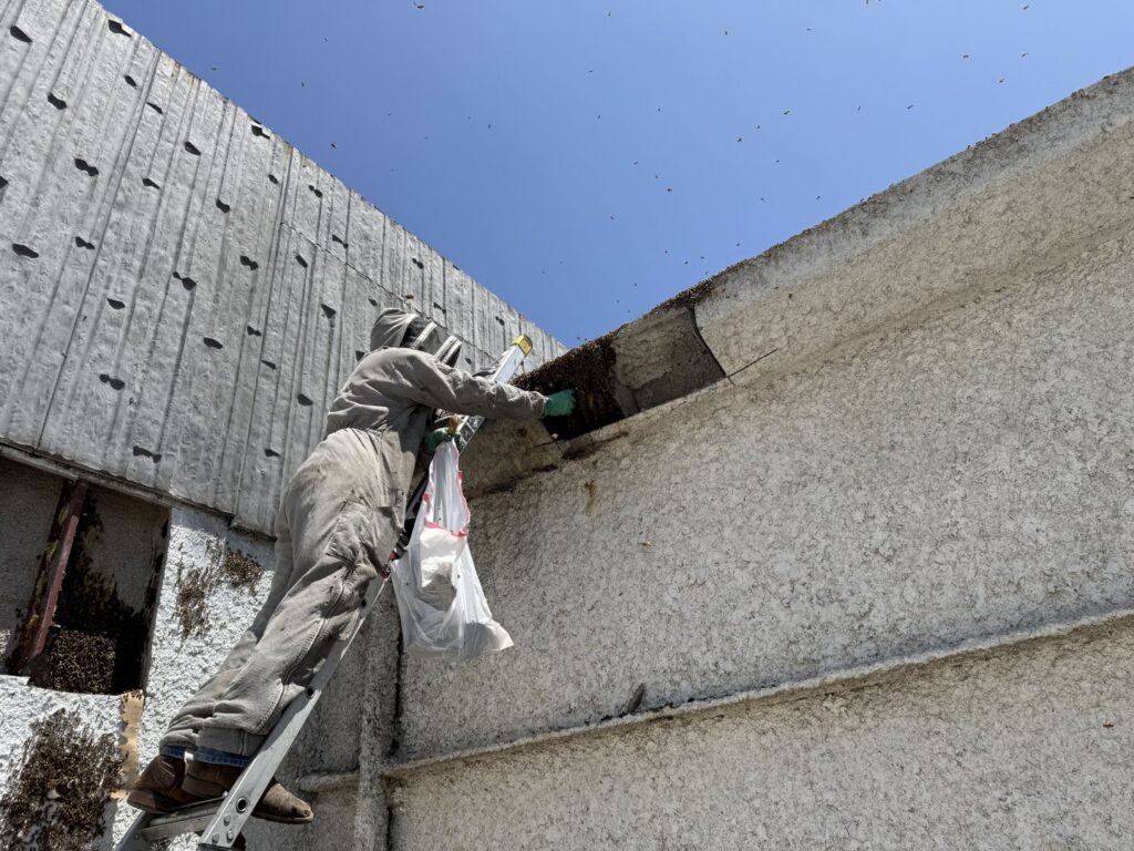 A beekeeper on a ladder removing a bee infestation from a building wall for BeeCal Pest Management in Los Angeles, CA
