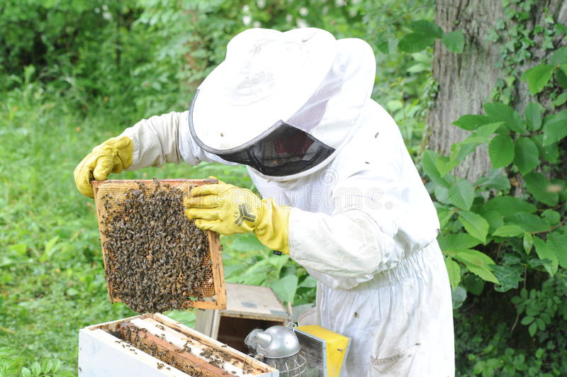 A professional beekeeper safely removing bees from a hive for BOBS BEES in Bennington, VT.