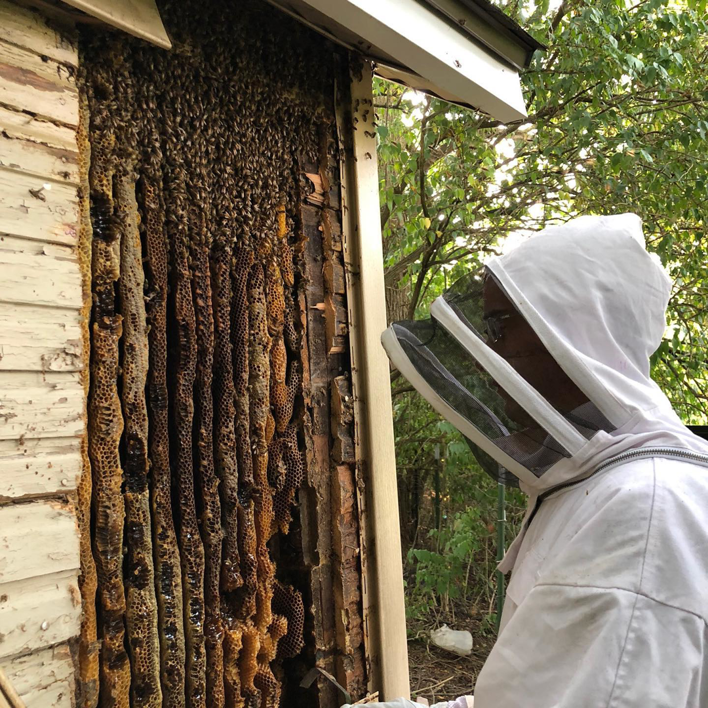 A beekeeper in a protective suit removing a large bee colony and honeycomb from a house wall for Bayer Pest Control in Dayton, OH.