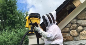 A beekeeper in a protective suit removing bees from a house structure with a specialized vacuum at Whitcomb Bee Removal in Charlton, MA.