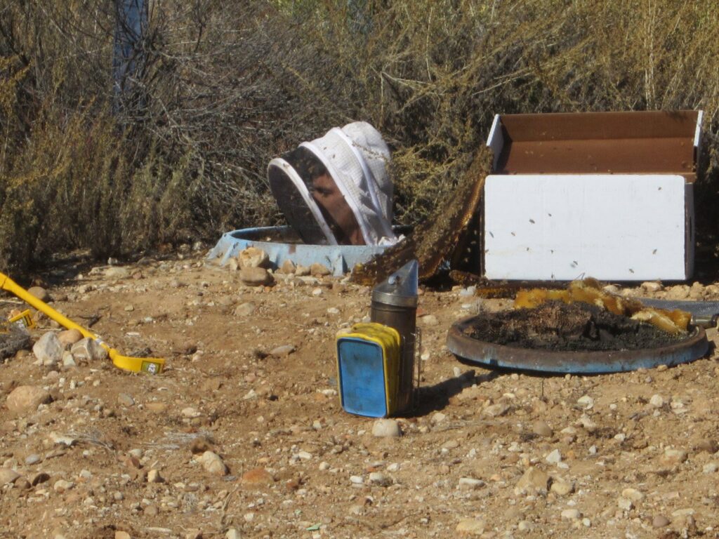 A beekeeper in a protective suit performing a ground bee nest removal, with a smoker and collection box, for J R Bees LLC in San Diego, CA.