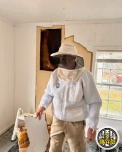 A beekeeper from Dale Richter's The Buzz Fuzz removing a large beehive from inside a wall in Leesburg, GA