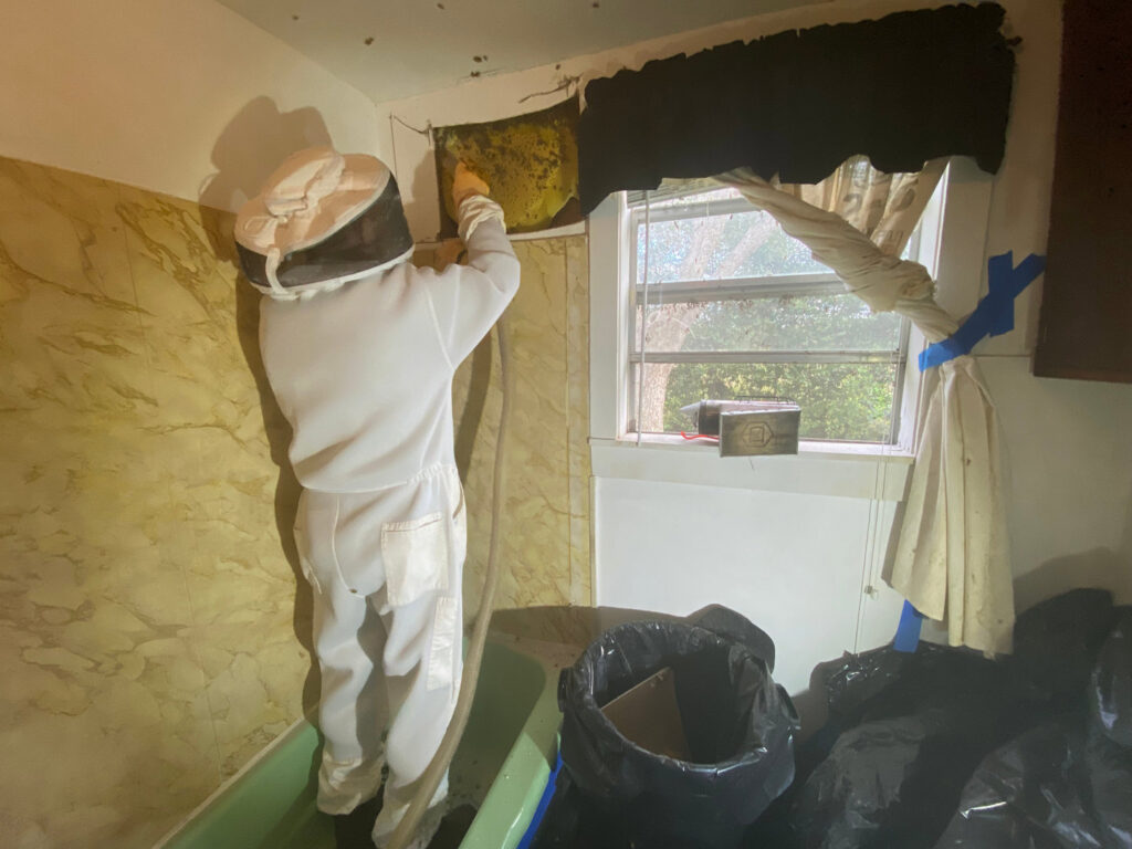 A beekeeper from Dale Richter's The Buzz Fuzz actively removing a beehive from an interior wall in Leesburg, GA