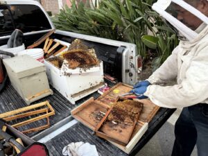 A beekeeper in a protective suit carefully removing honeycomb from a truck bed for BeeCal Pest Management in Los Angeles, CA