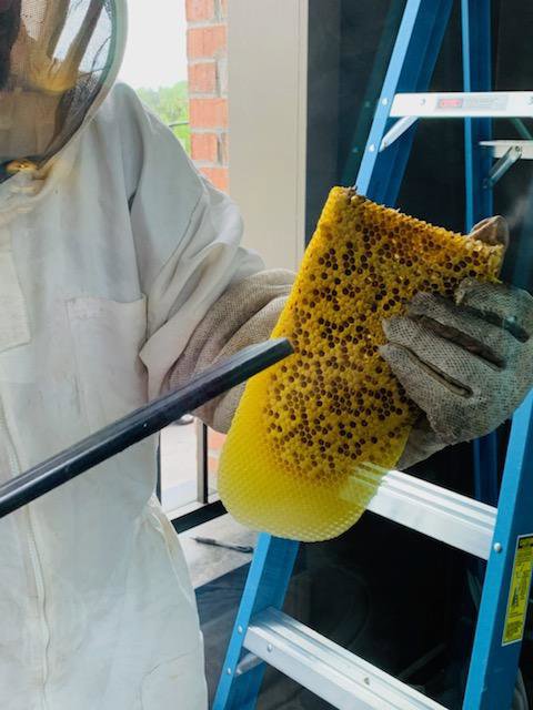 A beekeeper in protective gear carefully removing a honeycomb, demonstrating wildlife control by Southern Pest Solutions Inc in Raleigh, NC
