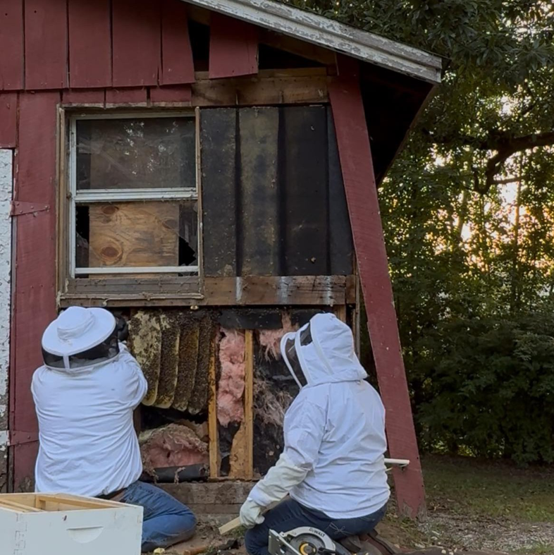 Two beekeepers in protective suits removing a large beehive from inside a shed wall for McKenbee's Honey Bee Hive Relocation in Elizabethtown, KY.