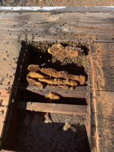 Bees and honeycomb visible inside a wooden cavity, likely a wall or tree, during a bee removal service by J R Bees LLC in San Diego, CA.