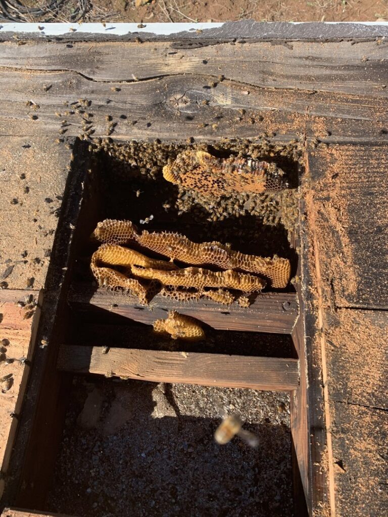 Bees and honeycomb visible inside a wooden cavity, likely a wall or tree, during a bee removal service by J R Bees LLC in San Diego, CA.