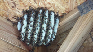 Bees actively building a honeycomb inside a wooden attic structure, a job for Monster Pest Control in Miami, FL.