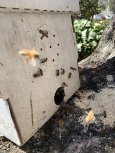 Bees actively entering and exiting a trap-out box, demonstrating a live bee removal technique by J R Bees LLC in San Diego, CA.