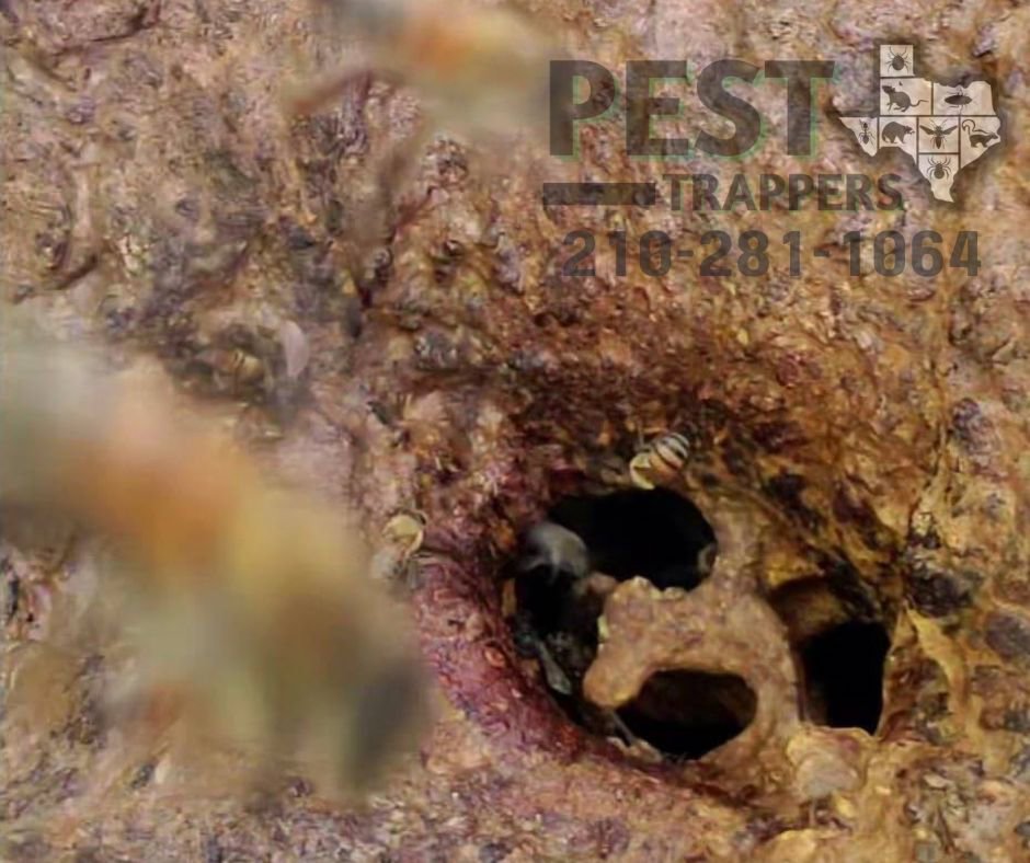 Bees flying around and entering a hole in a tree trunk, indicating a bee removal service by Pest Trappers in San Antonio, TX.
