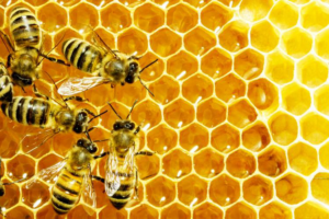 Close-up of bees on a honeycomb, representing bee removal services by Bordeaux Pest Control Inc. in Manchester, NH.