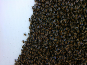 A dense cluster of bees covering a white surface, managed by A. Pest Specialist LLC for pest control in Glendale, AZ.