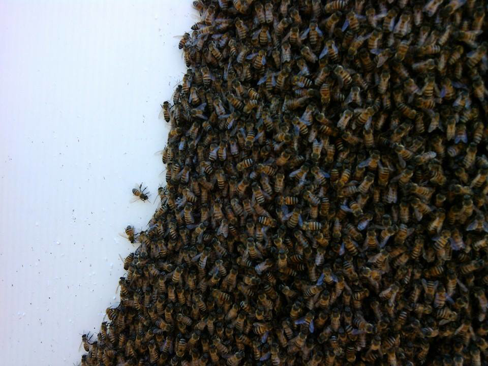 A dense cluster of bees covering a white surface, managed by A. Pest Specialist LLC for pest control in Glendale, AZ.