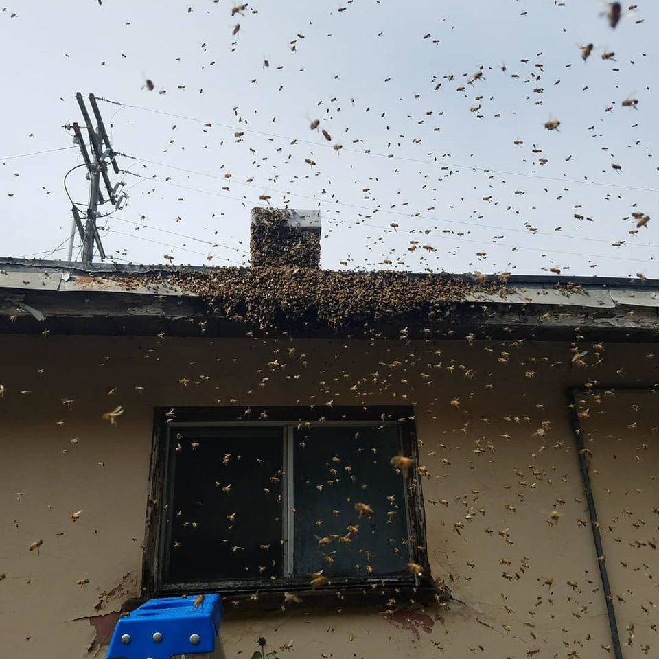 Numerous bees swarming around a house, particularly near the chimney and roofline, indicating a pest control need for J R Bees LLC in San Diego, CA.