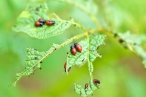 Red beetle larvae eating plant leaves, indicating a pest control need for Bug Doctor in Las Vegas, NV.