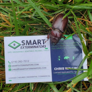 A large beetle resting on a SMART Exterminators business card in the grass, highlighting pest identification services in Cleveland, OH.