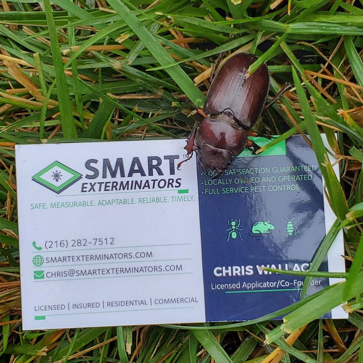 A large beetle resting on a SMART Exterminators business card in the grass, highlighting pest identification services in Cleveland, OH.