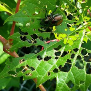 A beetle resting on a leaf with significant insect damage, showing a plant pest problem in Wayzata, MN.