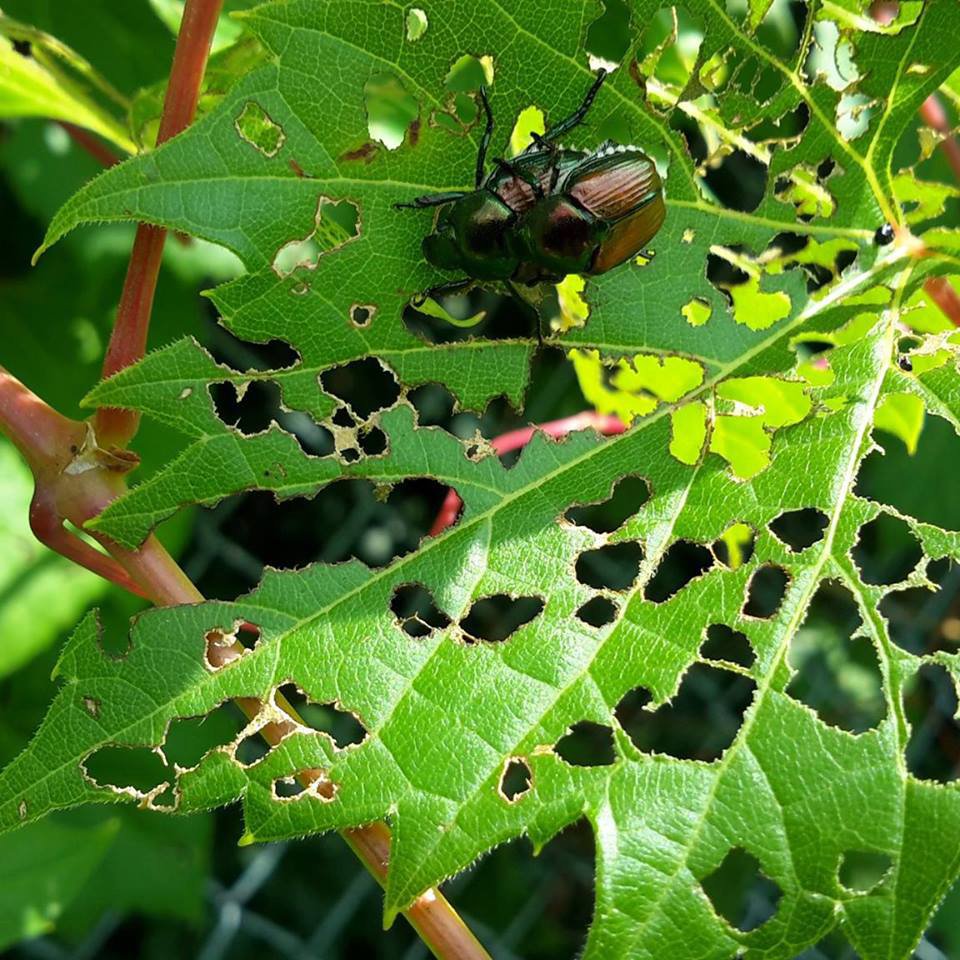 A beetle resting on a leaf with significant insect damage, showing a plant pest problem in Wayzata, MN.