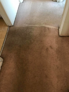 Before and after carpet cleaning, showing a clear line between dirty and clean areas by New Look Carpet & Upholstery in Federal Way, WA.