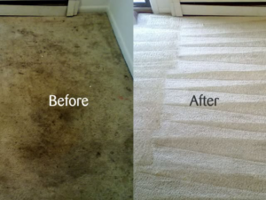 Before and after comparison showing a dirty carpet transformed into a clean one by Tampa Affordable Carpet Cleaning, Inc in Tampa, FL