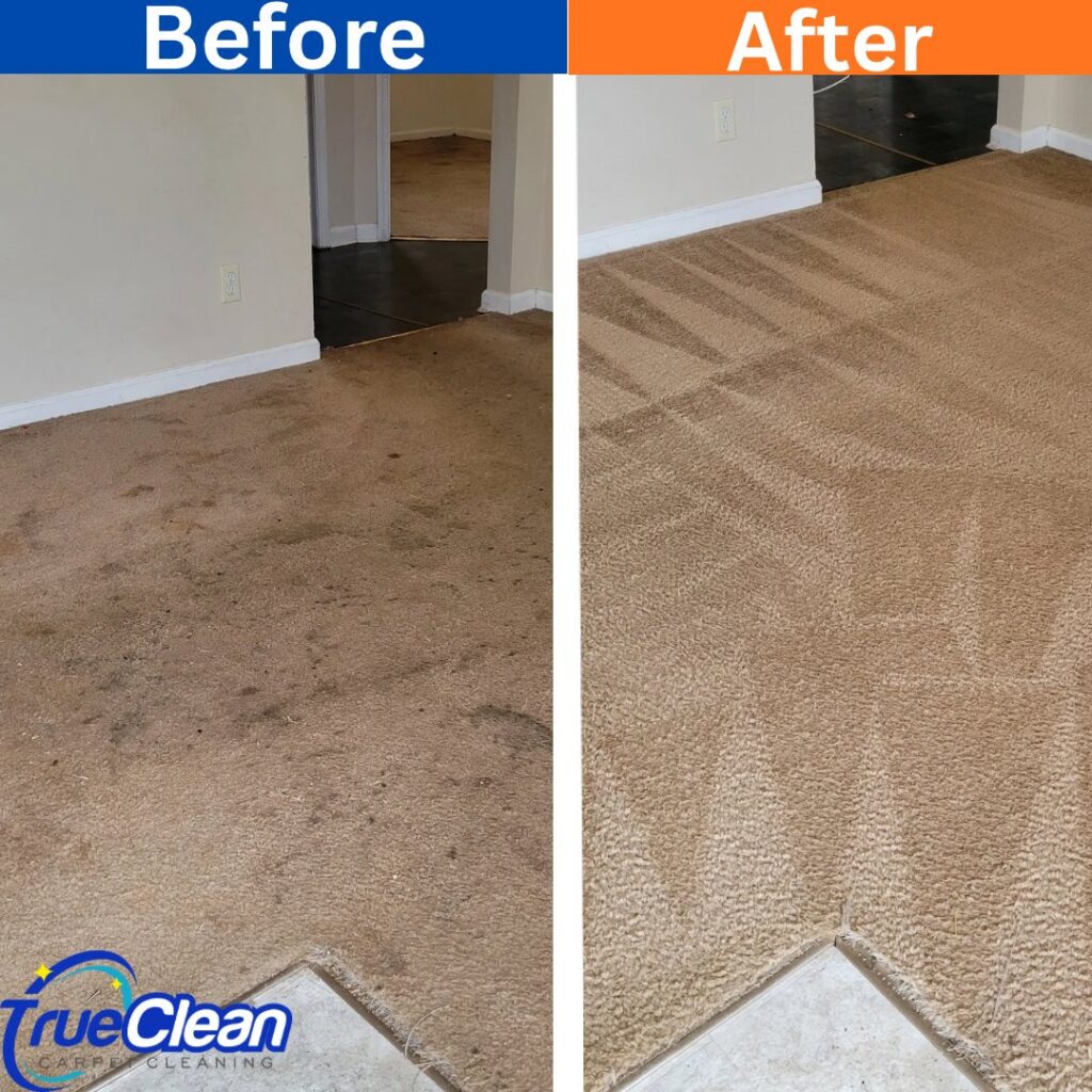 Before and after comparison of a carpet cleaned by True Organic Carpet Cleaning in Charlotte, NC.