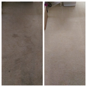 Before and after comparison of carpet stain removal by Sunrise Cleaning Services in Saint Petersburg, FL.