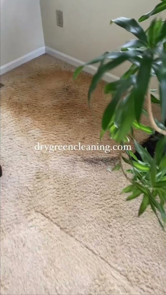 A before and after view of a dirty carpet being cleaned by Dry Green Cleaning in Detroit, MI.