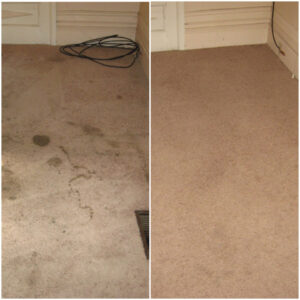 A side-by-side comparison showing dirty carpet before and clean carpet after service by Magic Clean Plus in Ann Arbor, MI.