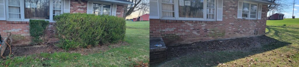 Before and after comparison of an overgrown hedge removed from a house foundation by Parks' Lawn Care in Hagerstown, MD.
